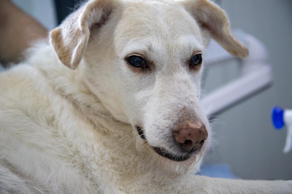Illustratie patella luxatie operatie bij honden en katten met knieschijf positionering
